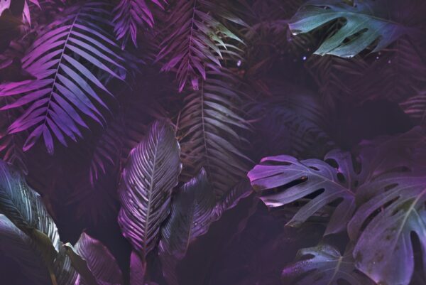 Fototapeta Tropikalne Tło w Dżungli