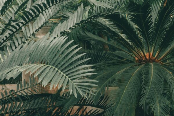 Fototapeta Plantacja Palmowa