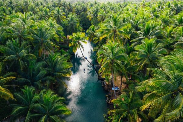 Fototapeta Dżungla Palmowa na Filipinach