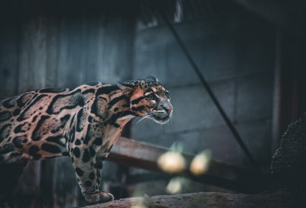 Fototapeta Portret Lamparta w Zoo