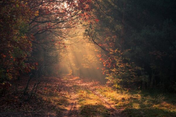 Fototapeta Leśna Droga i Promienie Słońca