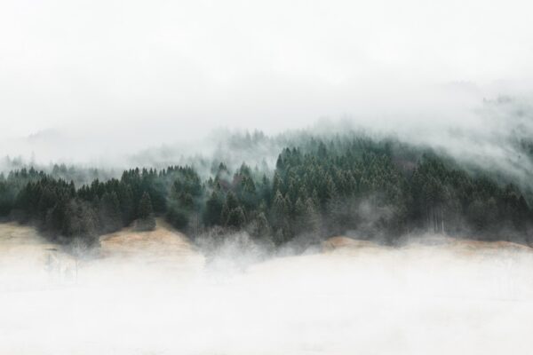 Fototapeta Las i Mgła