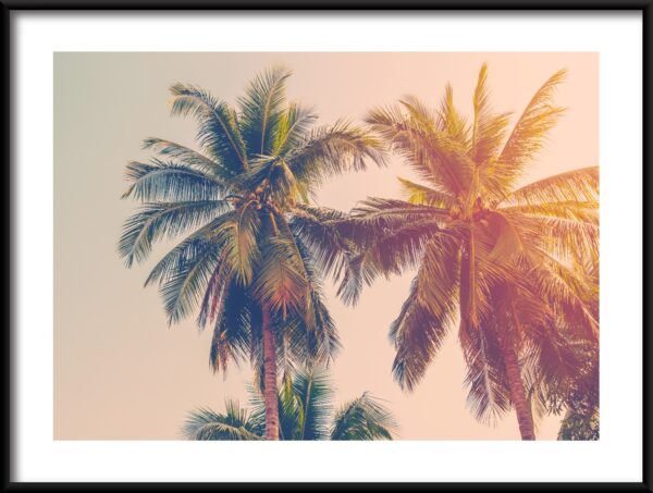 Plakat Kokosowe Palmy