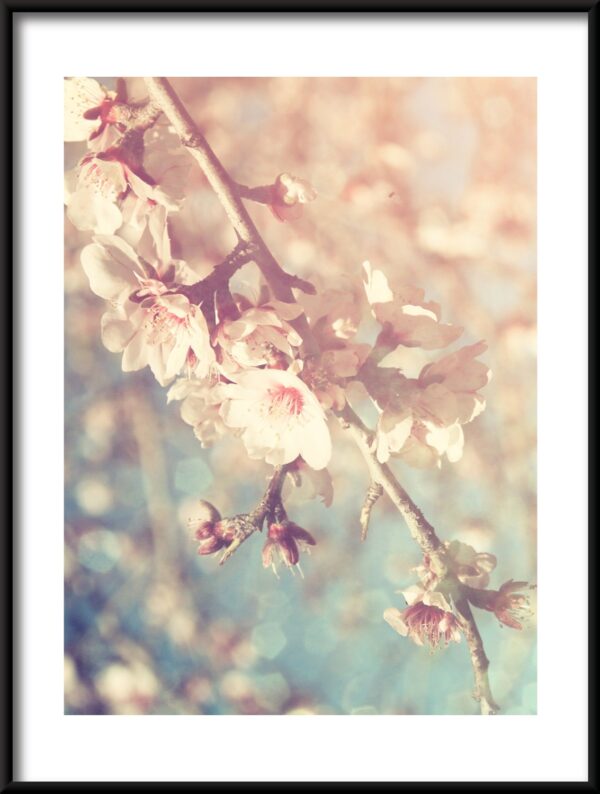 Plakat Delikatny Kwiat Wiśni