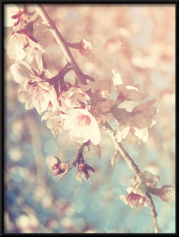 Plakat Delikatny Kwiat Wiśni