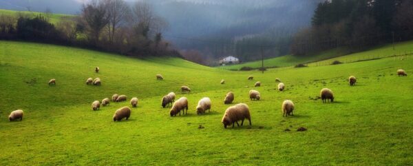 Fototapeta Owce na Wypasie