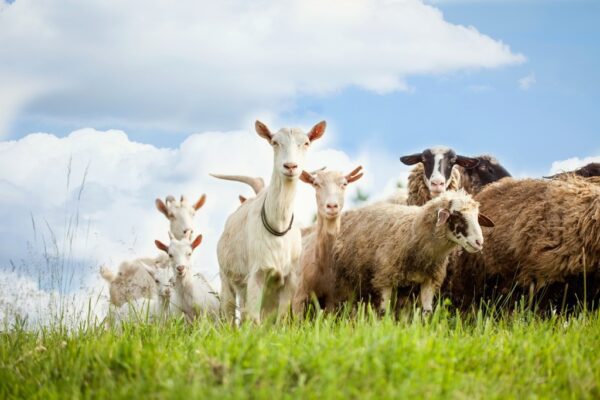 Fototapeta Owce i Kozy