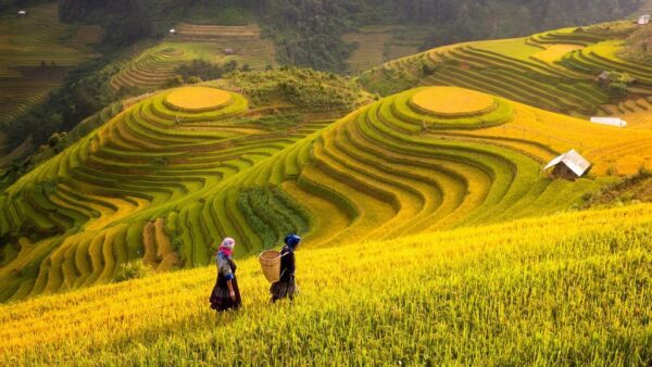 Fototapeta Pola Ryżu w Wietnamie