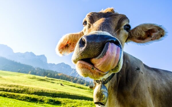 Fototapeta Krowa podczas Jedzenia