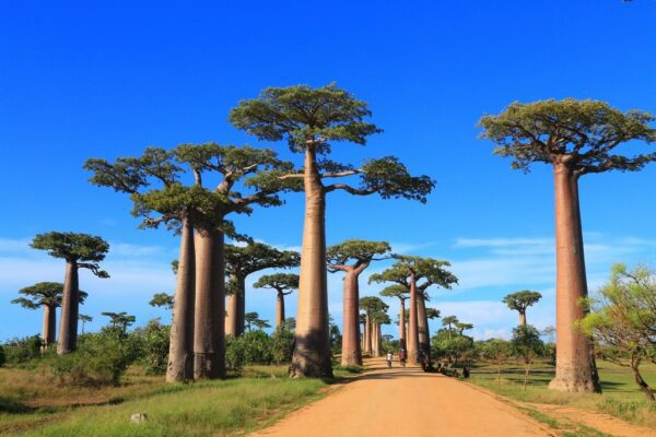 Fototapeta Baobaby przy Drodze