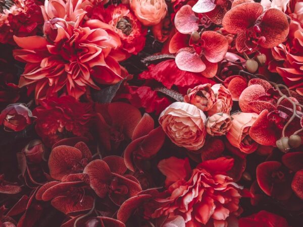 Fototapeta Czerwone Kwiaty