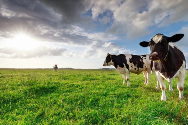 Fototapeta Krowy na Pastwisku