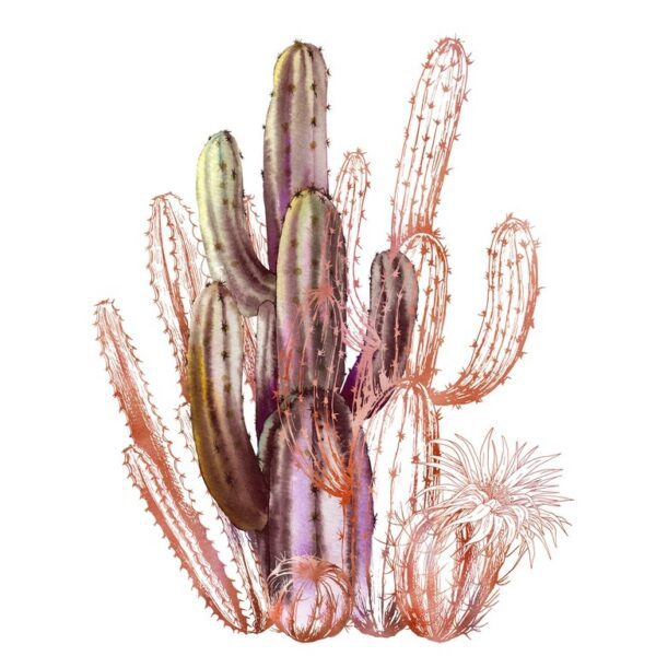 Fototapeta Kaktusy na Białym Tle