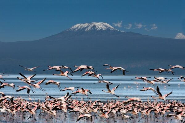 Fototapeta Flamingi i Kilimandżaro