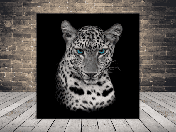 Obraz Niebieskooki Gepard