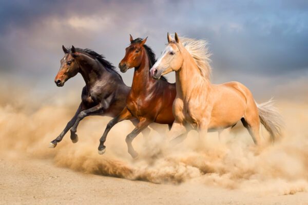 Obraz Biegnące Konie