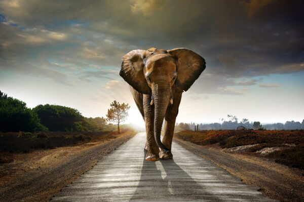Obraz Słoń na Drodze