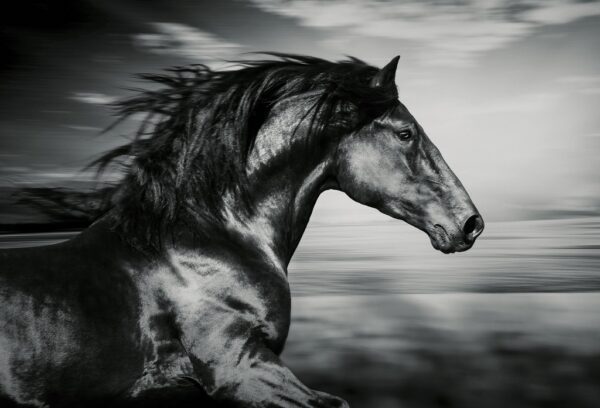 Obraz Czarny Koń