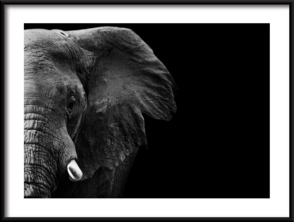 Plakat Słoń Bez Kła
