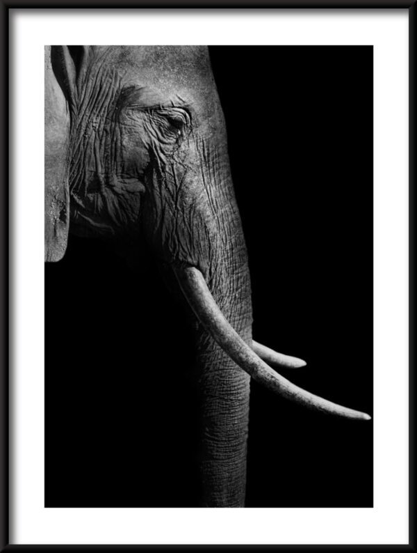 Plakat Profil Słonia