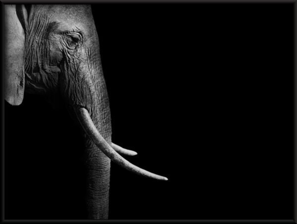 Plakat Profil Słonia