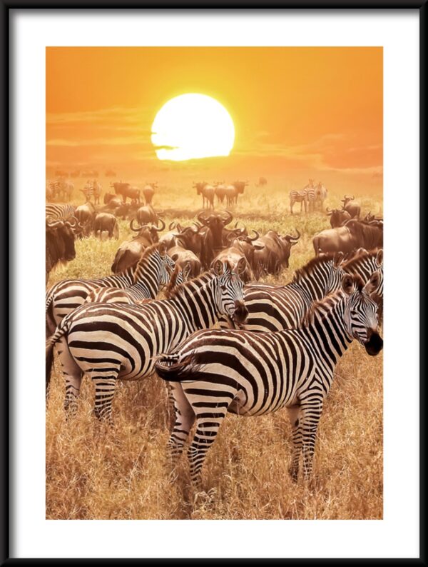 Plakat Fauna Afryki