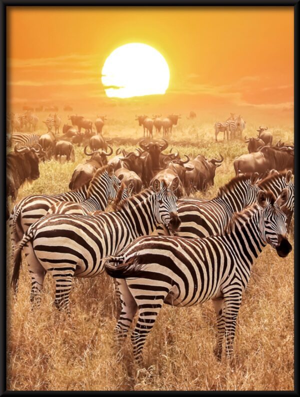 Plakat Fauna Afryki
