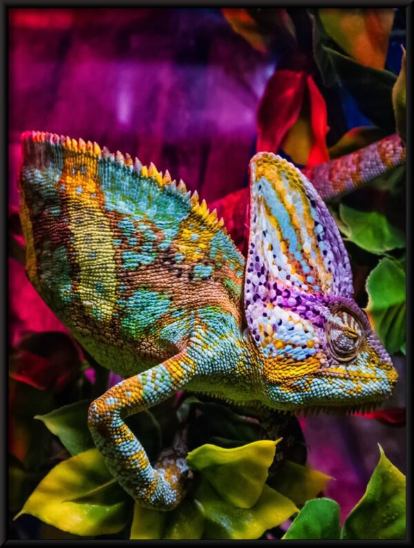 Plakat Kolorowy Kameleon
