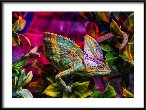 Plakat Kolorowy Kameleon