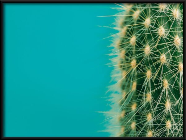 Plakat Połowa Kaktusa