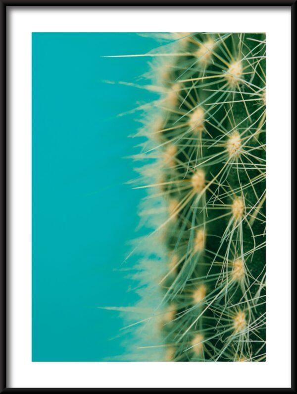 Plakat Połowa Kaktusa