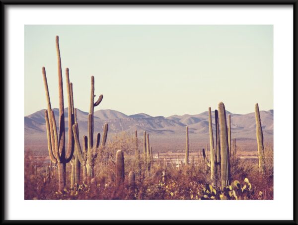 Plakat Kaktusowy Las