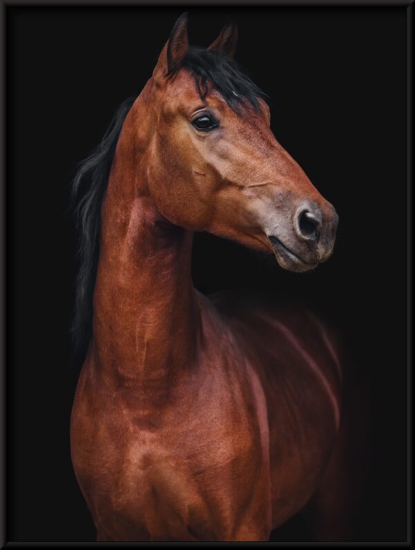 Plakat Piękno Konia