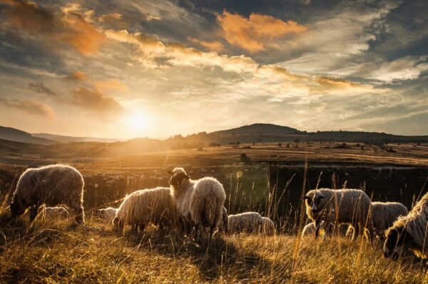 Fototapeta Owce w Górach