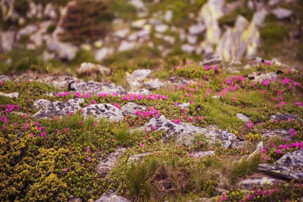 Fototapeta Kwiaty w Górach