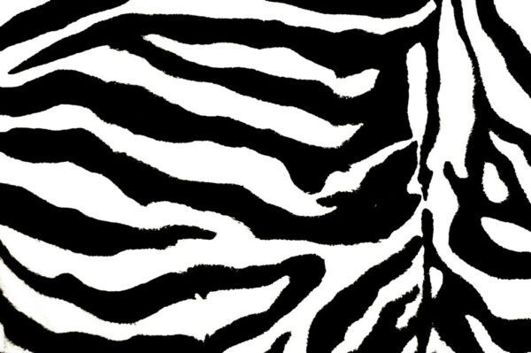 Fototapeta Zebra