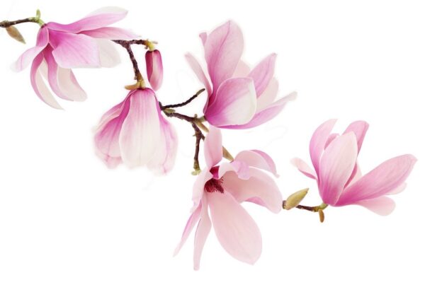 Fototapeta Kwiat Magnolii
