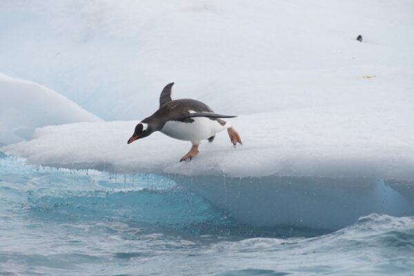 Fototapeta Skok Pingwina