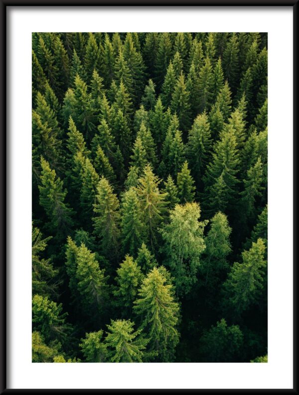Plakat Wierzchołki Drzew