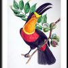 Plakat Kolorowy Ptak