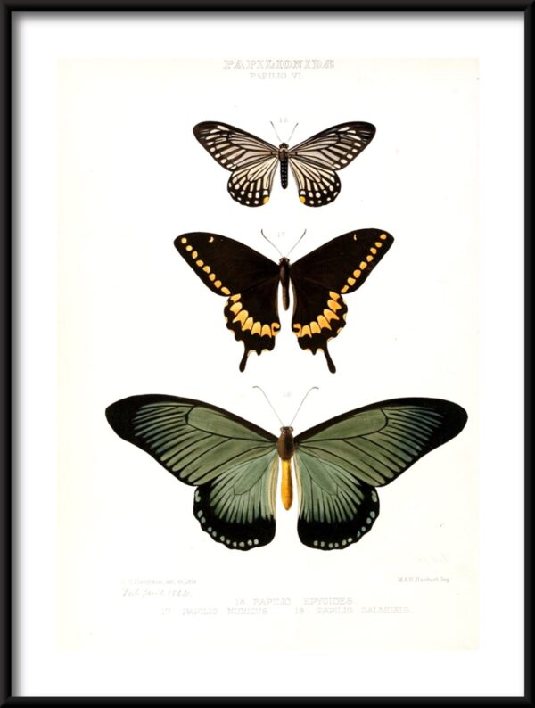 Plakat Gatunki Motyli