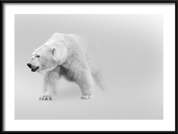 Plakat Niedźwiedź Polarny