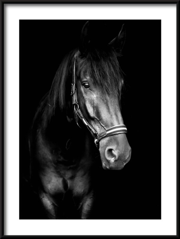 Plakat Czarny Koń