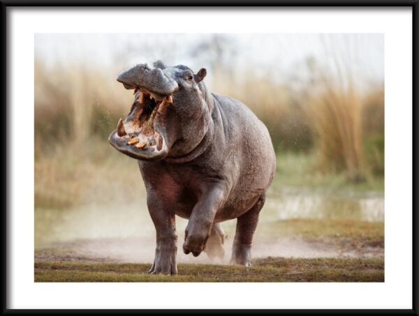 Plakat Hipopotam w Biegu
