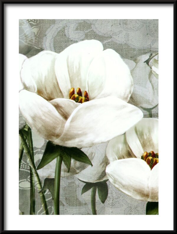 Plakat Białe Tulipany