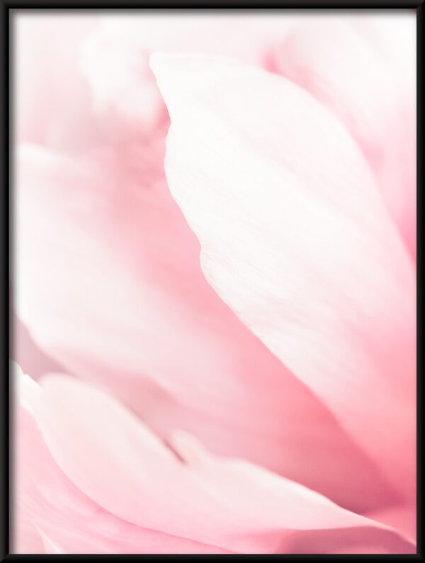 Plakat Różowe Magnolie