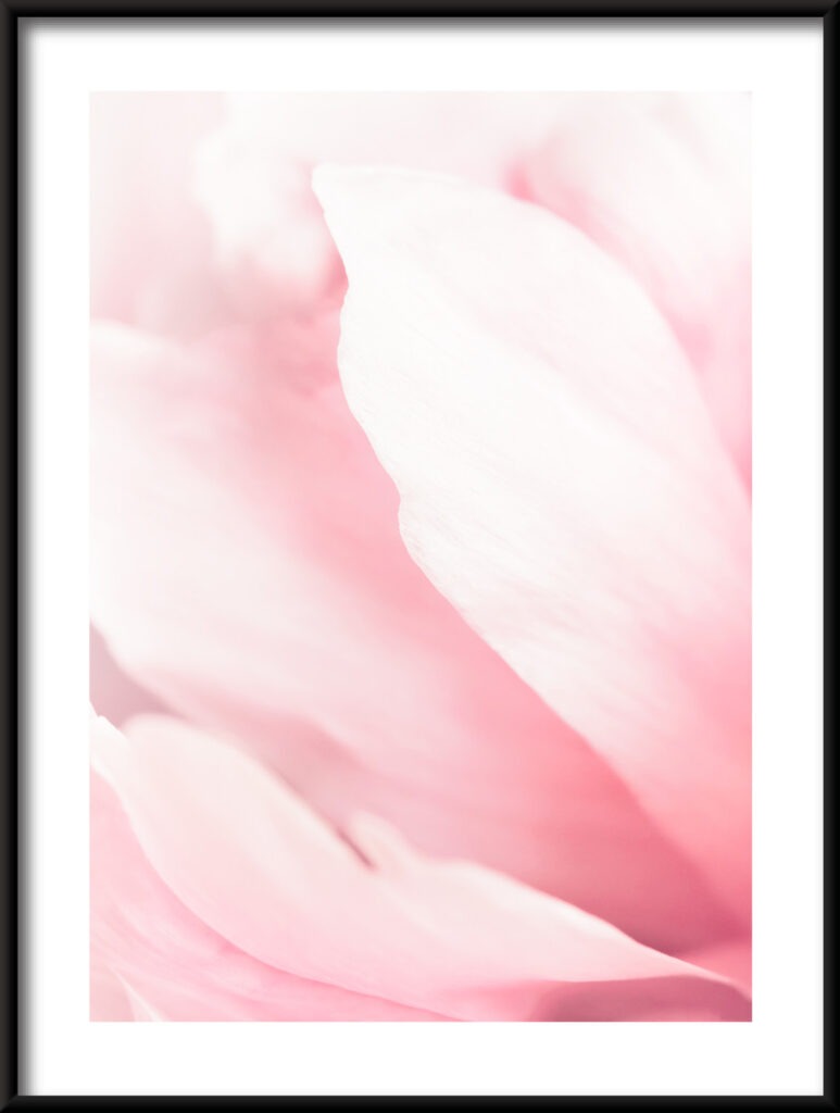 Plakat Różowe Magnolie