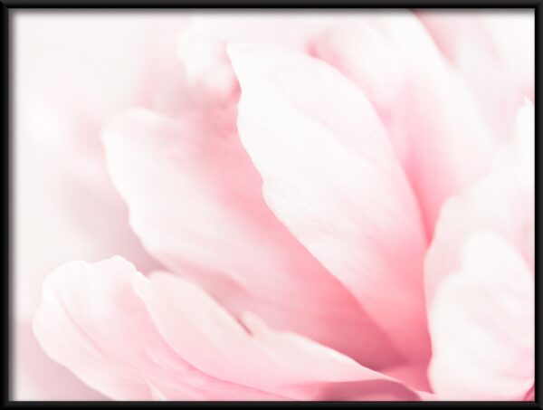 Plakat Różowe Magnolie