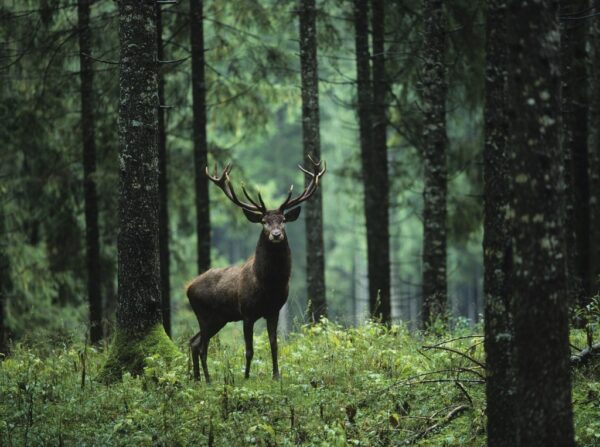 Fototapeta Jeleń w Lesie