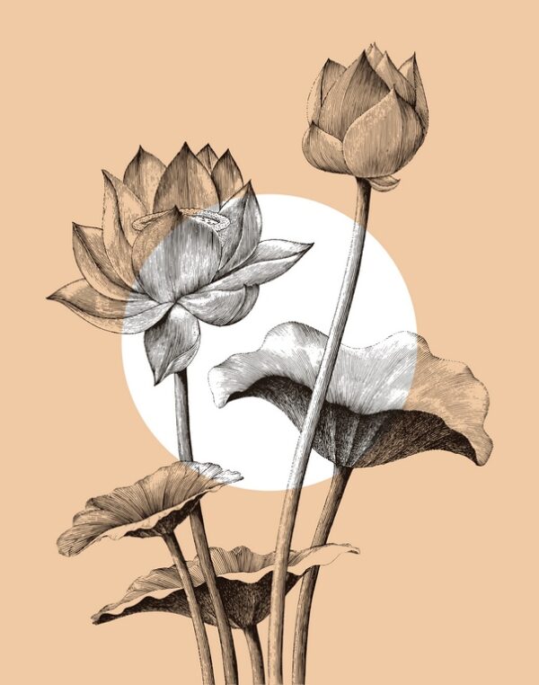 Fototapeta Kwiaty Lotosu